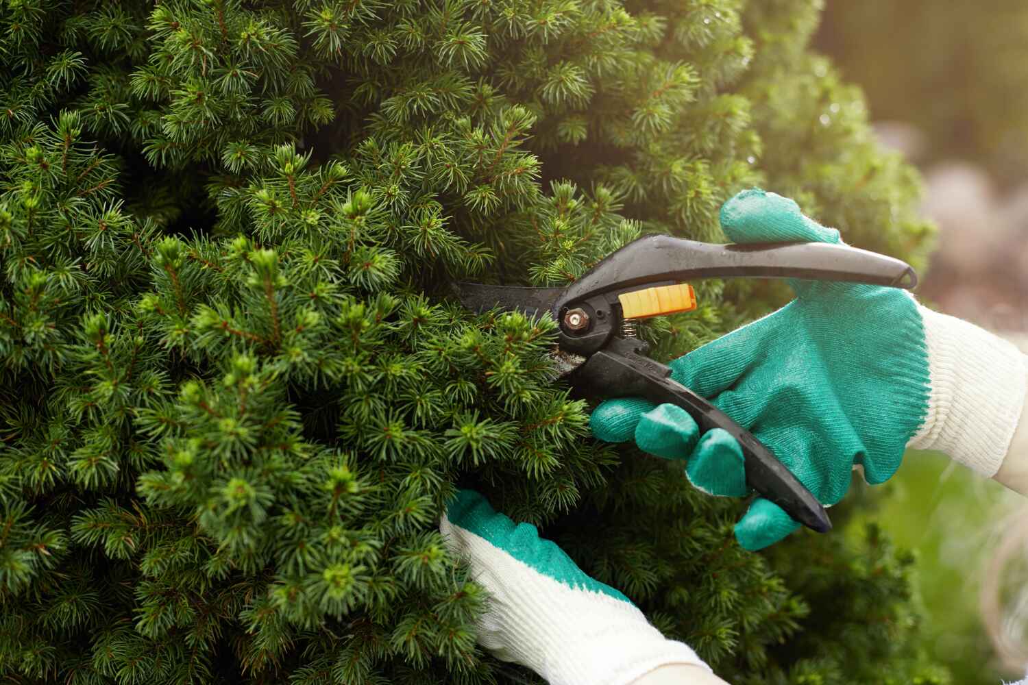 Best Commercial Tree Services  in Kittredge, CO